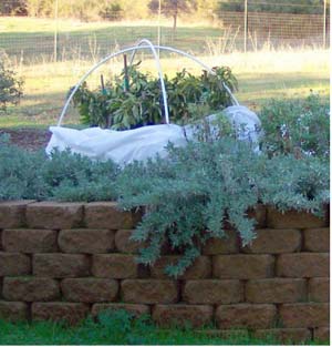 CAL FIRE Tree Shrub winter protection 0124 4