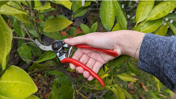 CAL FIRE Tree Shrub winter protection 0124 5