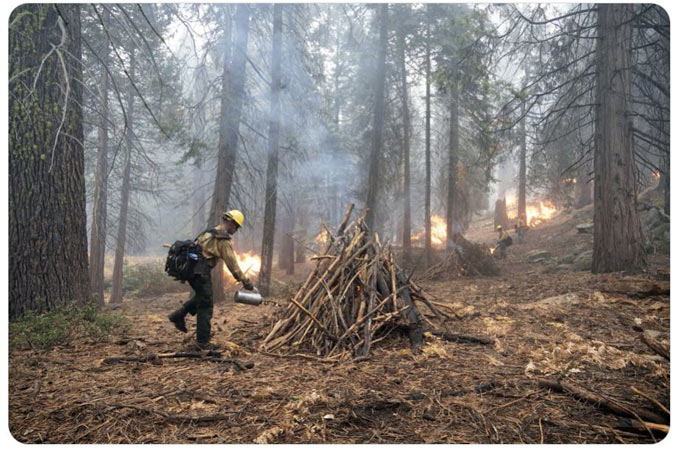 Pile Burning creditnps
