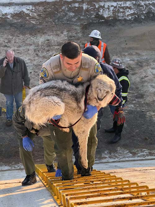 TCSO dogs 1