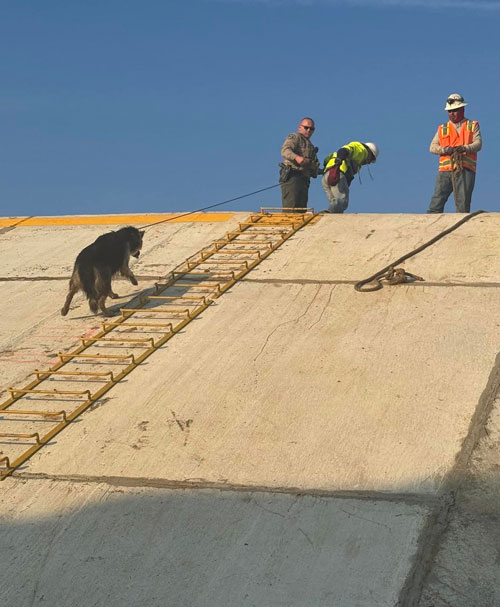 TCSO dogs 3