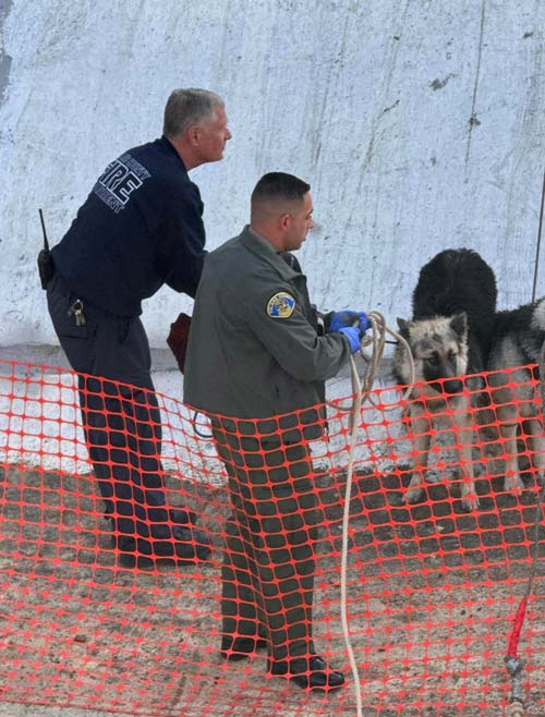 TCSO dogs 4
