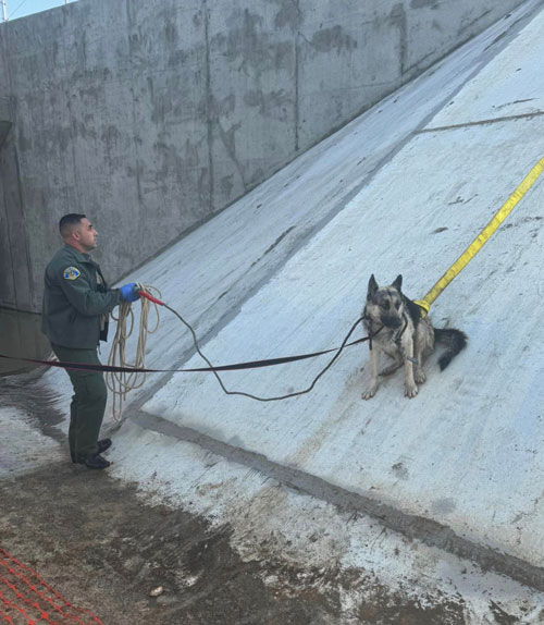 TCSO dogs 5