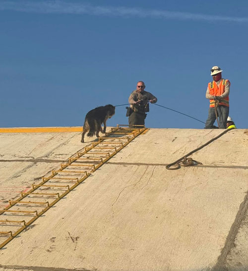 TCSO dogs 6
