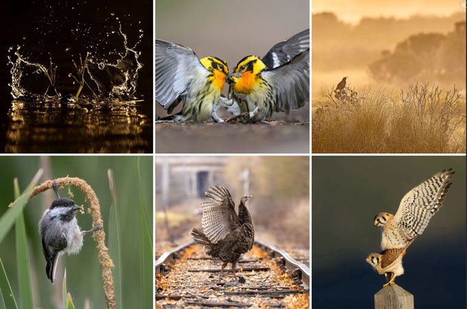 Audubon awards 2024