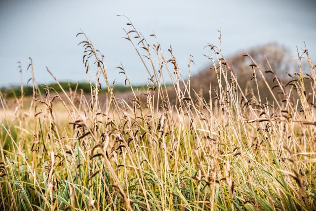 Invasive European beachgrass Fourmile Creek