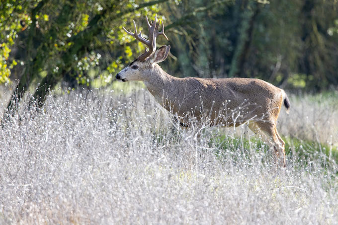 cdfw710 20240107 AVU EYWildlife 1504 antlers1