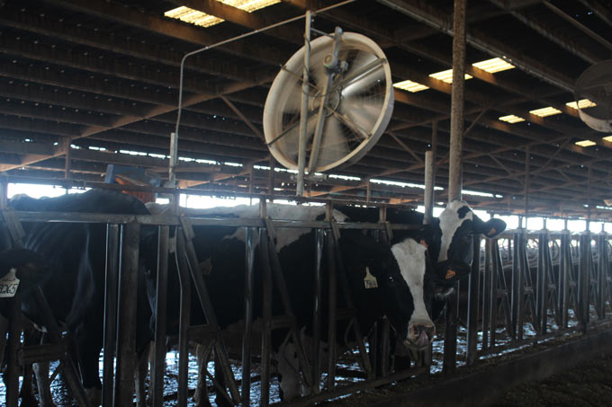 cows heat credit ching lee cfbf