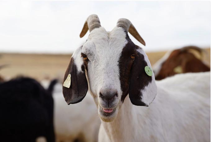 goat ucmerced730