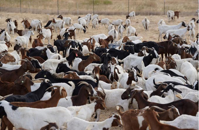 goats ucmerced 730.1