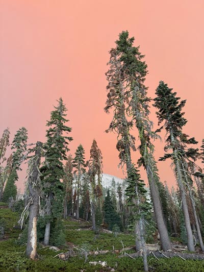lassennps728 credit nps