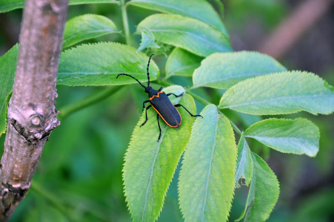 usfws valley elderberry longhorn beetle medium