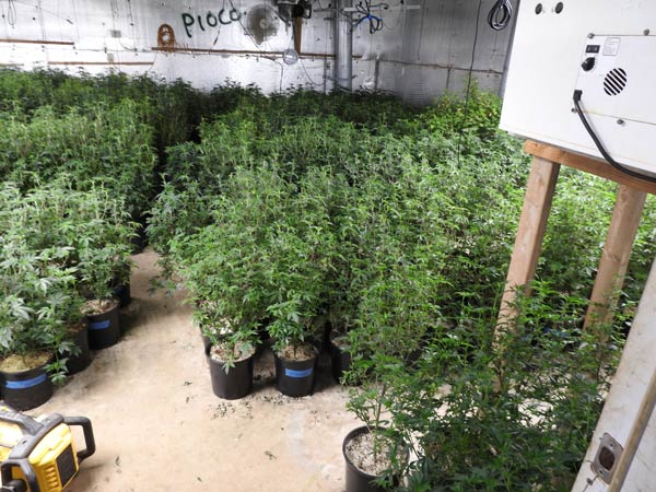CCSO marijuana bust 1