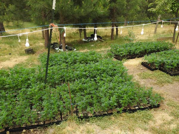 CCSO marijuana bust 4