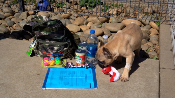 Cal OES Bag Puppy