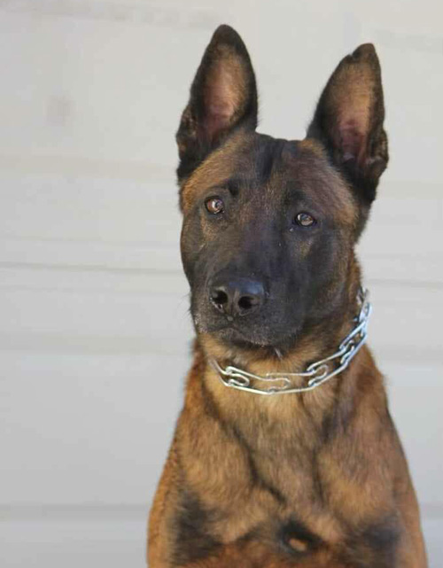 FCSO Arco 1