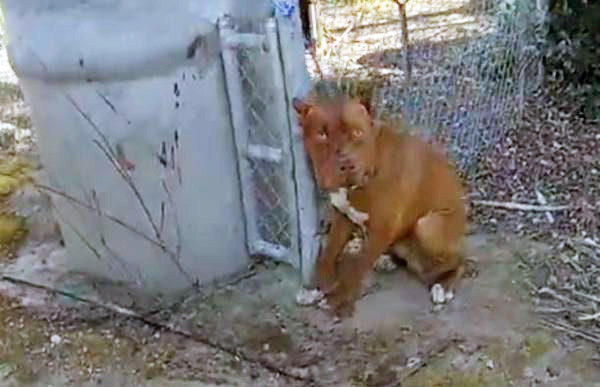 FCSO shot dog 2