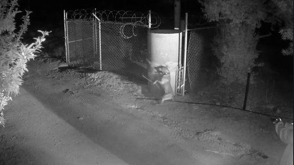 FCSO shot dog 3