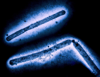 NIH 20240604 h5n1