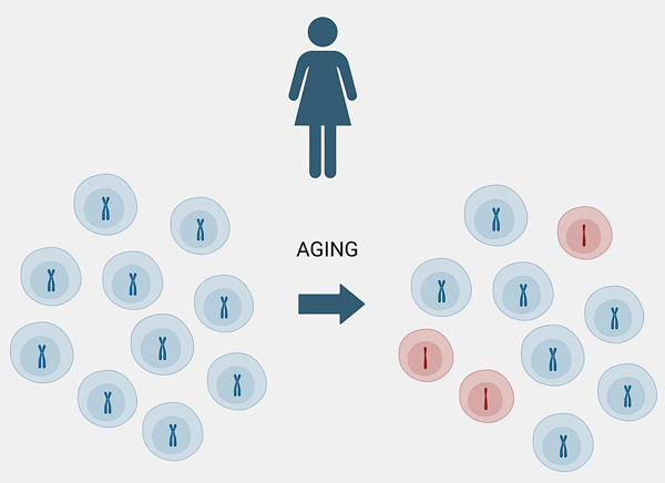 NIH 20240612 woman chromosome