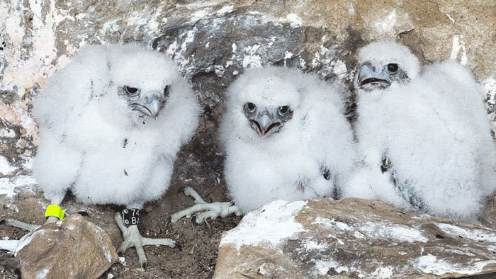 NPS Gavin Emmons peregrine