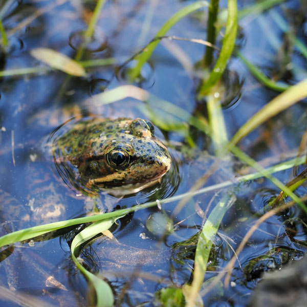 NPS frogs 1