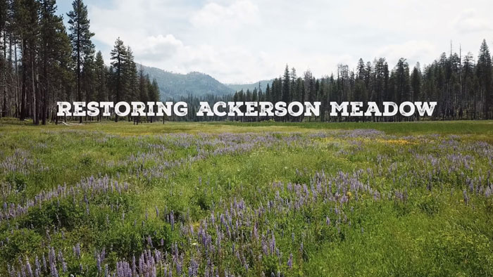 YNP Ackerson Meadow