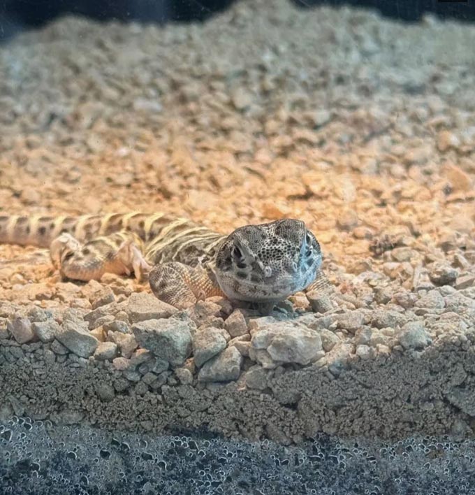 blunt nosed leopard lizard fresno credit My Nguyen USFWS
