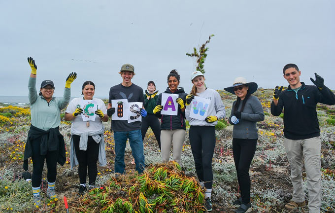 cdfw602 Big Sur Land Trust CISAW Iceplant and Brome Removal at Martin Dunes 6 10 2023
