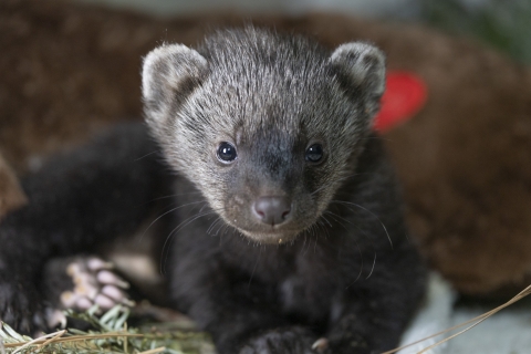 fisher kit closeup face credit fresno chaffee zoo