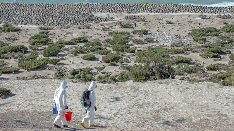 ucdavis Luciana Gallo with red bucket and Marcela Uhart in yellow boots sampling for HPAI Punta Leon 3Nov (c) Martin Brogger