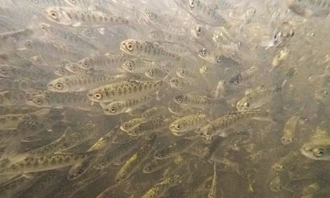 Fall RunChinook salmon fry