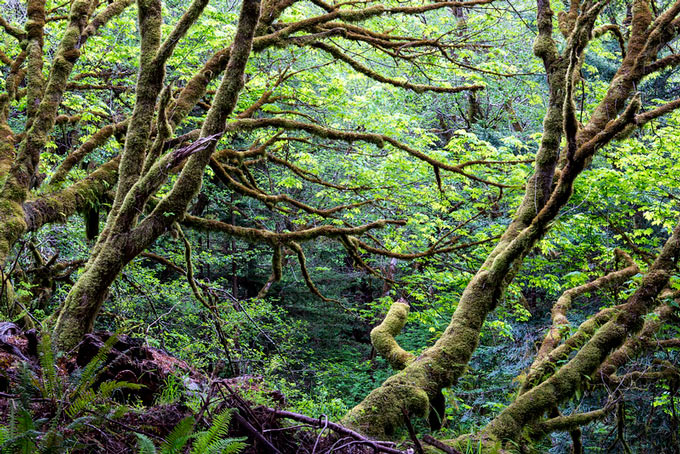 Headwaters Forest Reserve blm bob wick