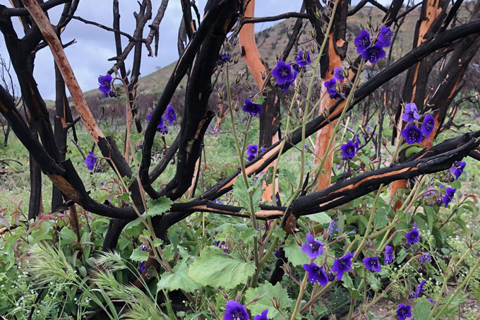 Parrys Phacelia Jessica Rath UCI