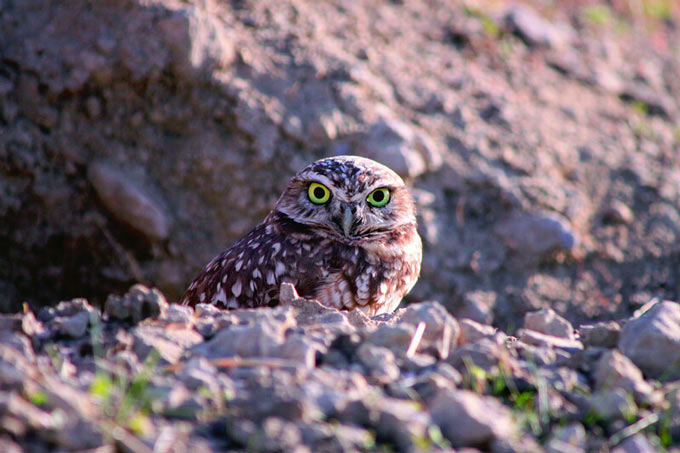 RSScott Artis Burrowing Owl 1 scr
