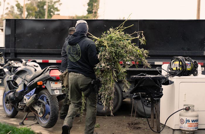 SCSO Marijuana 1