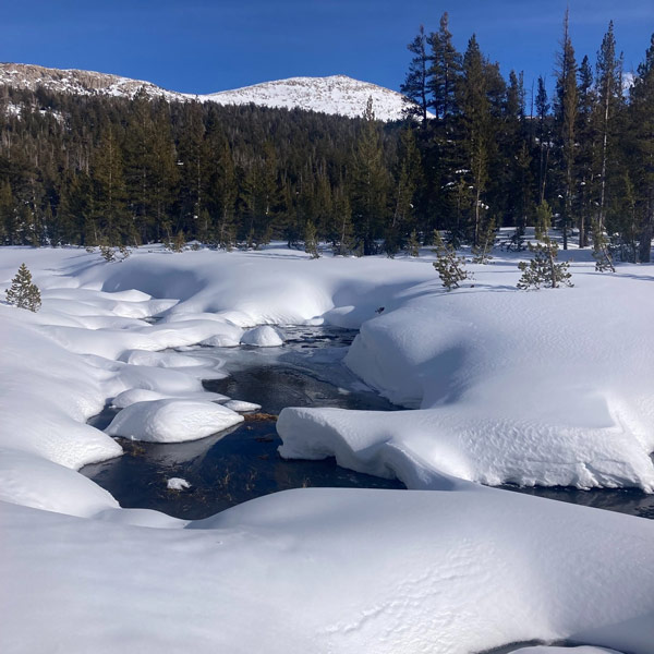 YNP snow 1