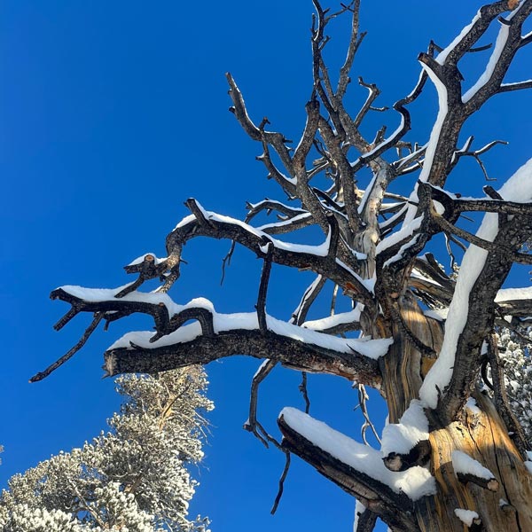 YNP snow 2