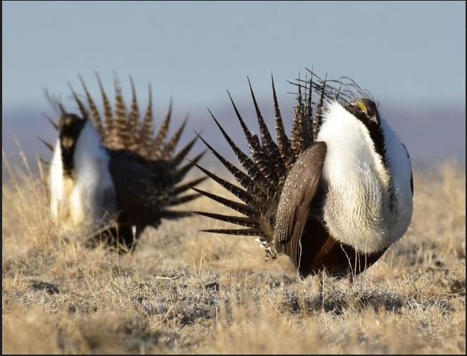 usfws greater sage grouse near seedskadee national wildlife refuge