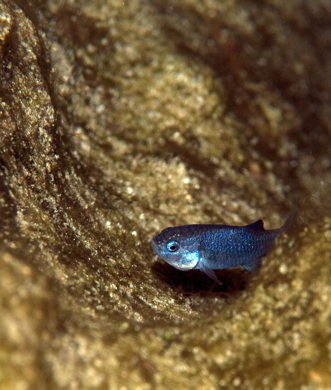 Devils hole Pupfish Olin Feuerbacher FWS death valley