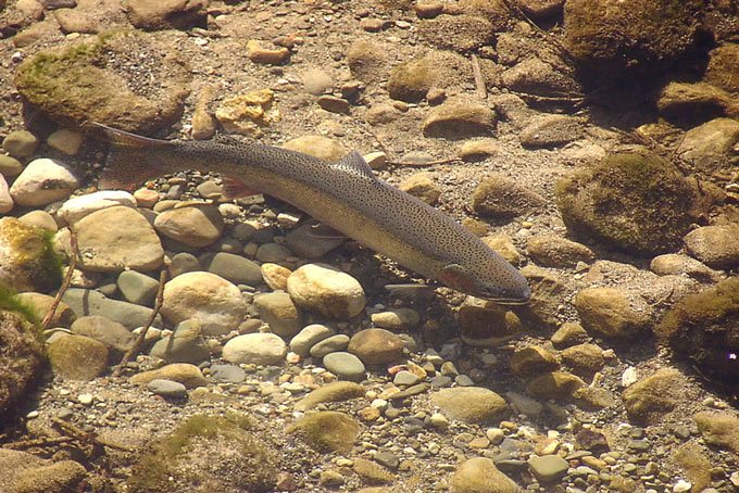 Southern California steelhead credit NOAA Fisheries