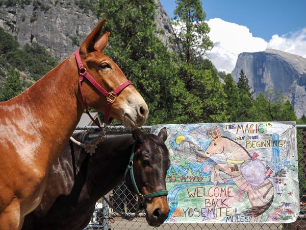 YNP mules 1