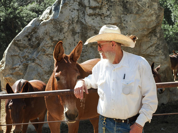 YNP mules 3