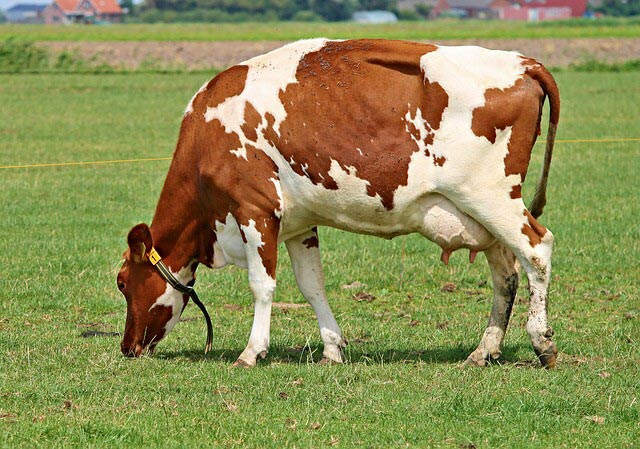 cow 2510607 640