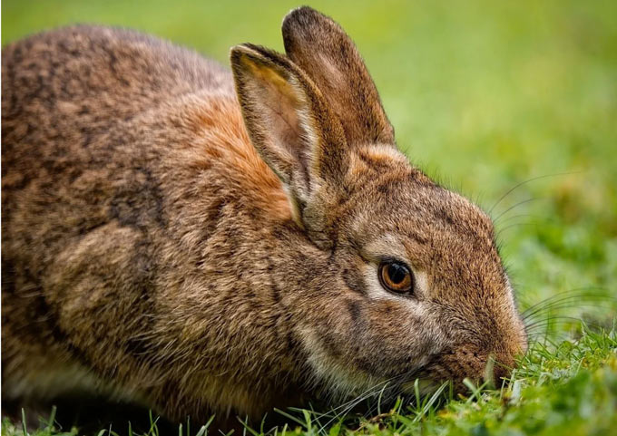 rabbit 8489271 640