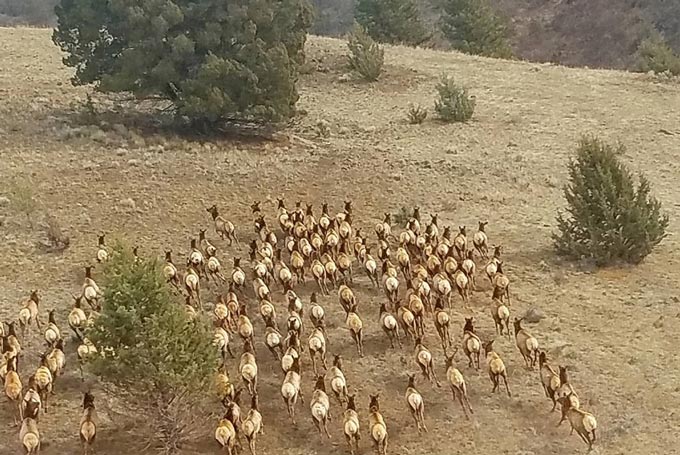 ElkHerdHelicopter