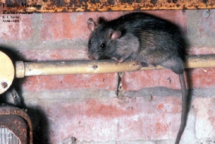 roof rat tn.gov