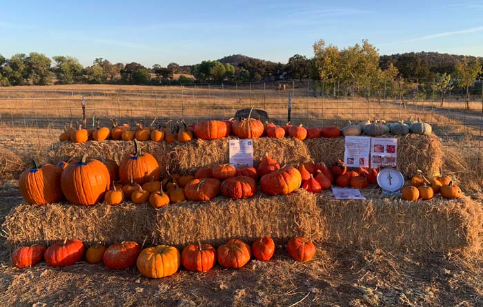 RRF pumpkin 1