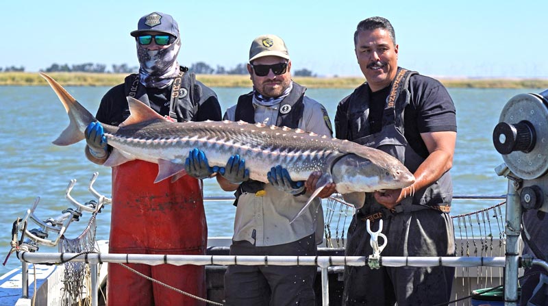 cdfw sturgeon