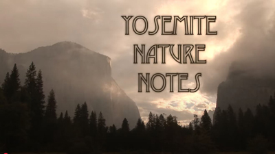 YNP nature notes